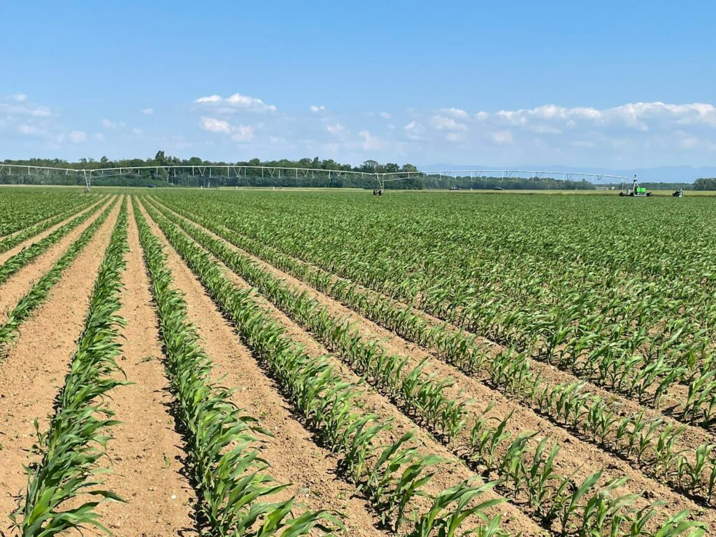 champs-maïs-haut-rhin