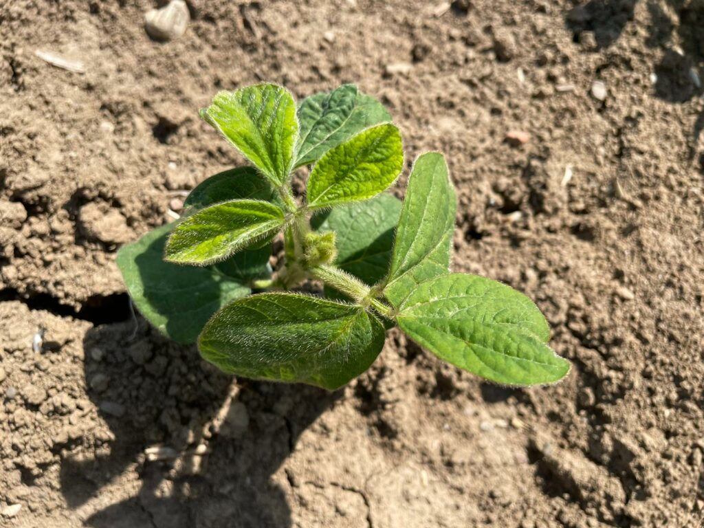 agriculture