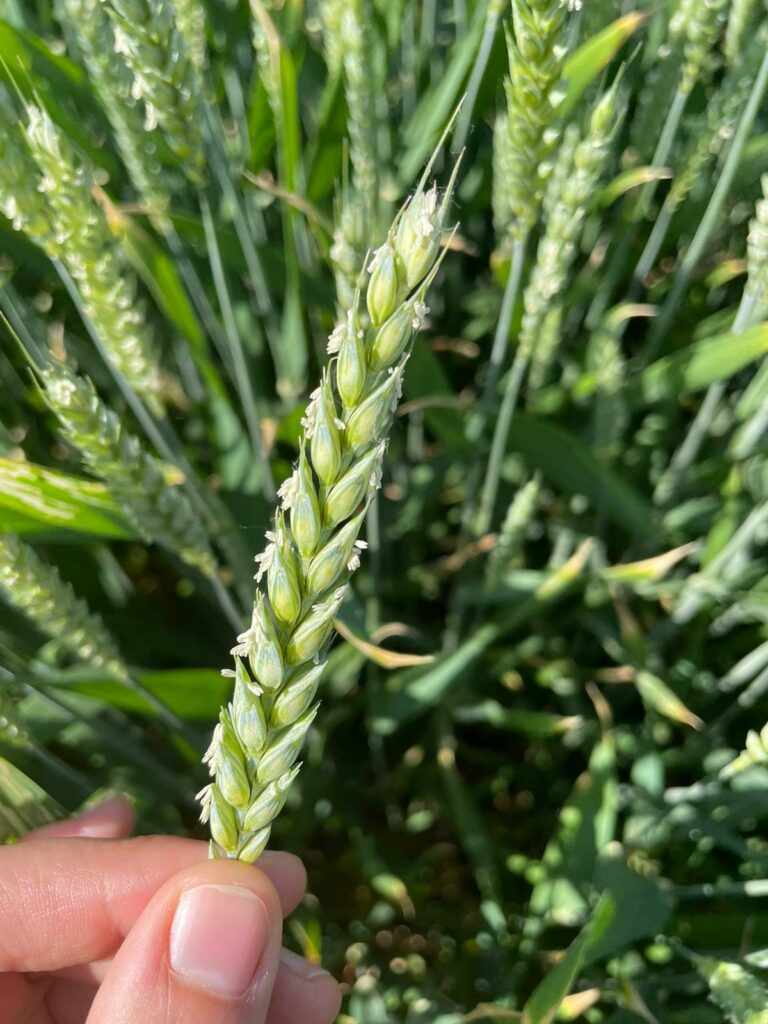 orge-ble-alsace-agriculture