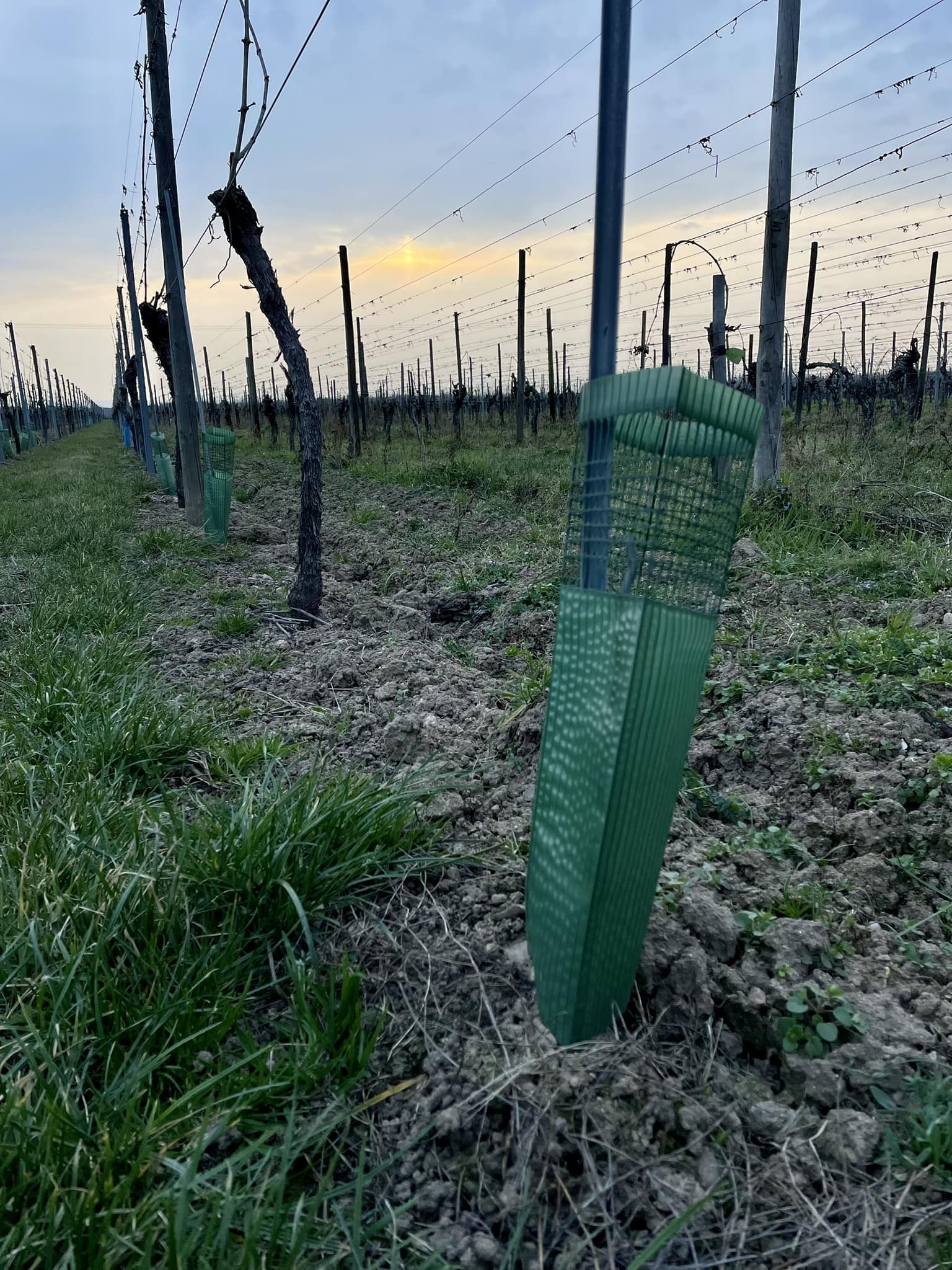 Manchons de pieds de vignes